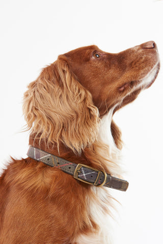 Tartan Dog Collar Classic Tartan