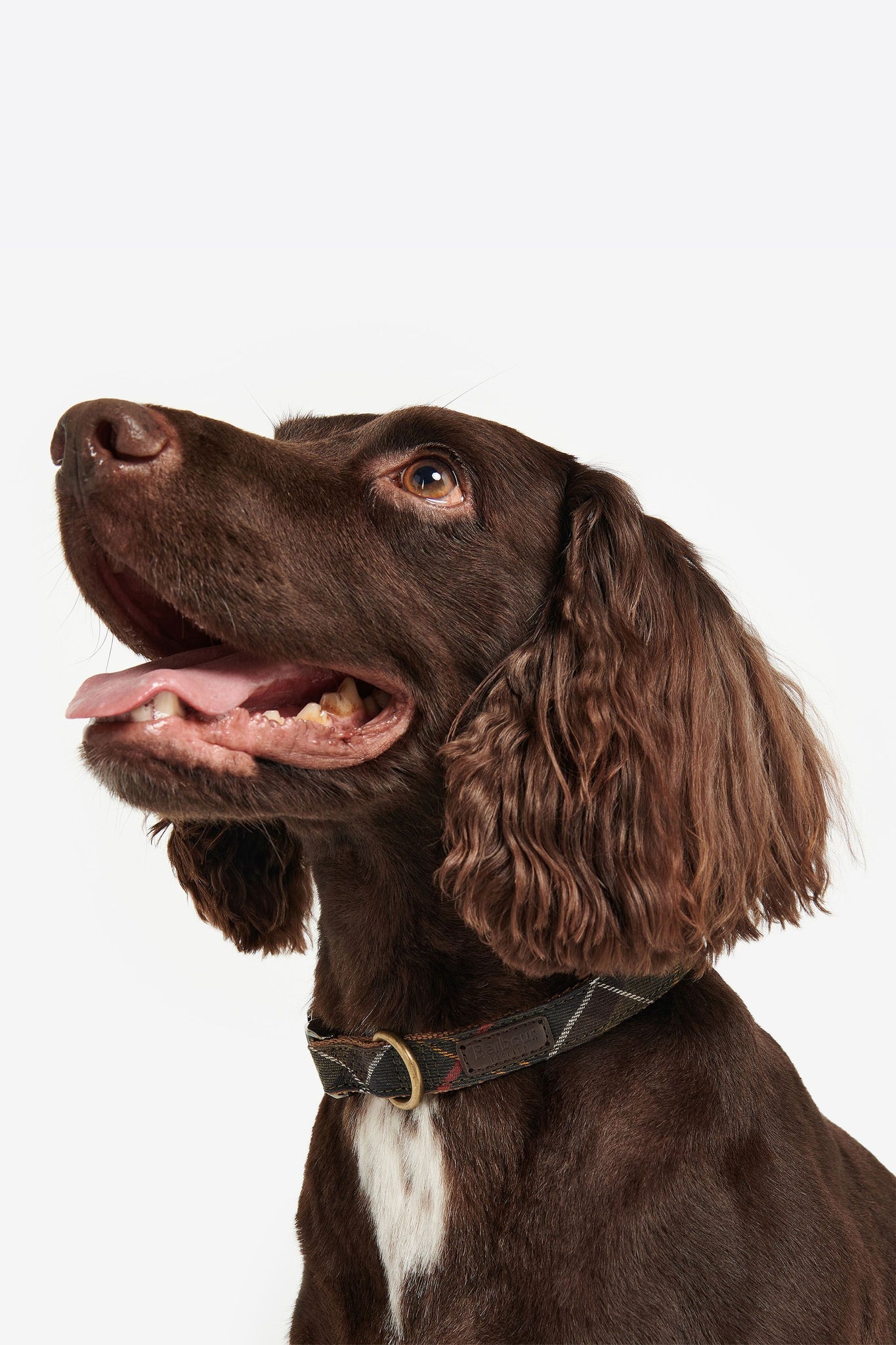 Tartan/Webbing Dog Collar Classic Tartan